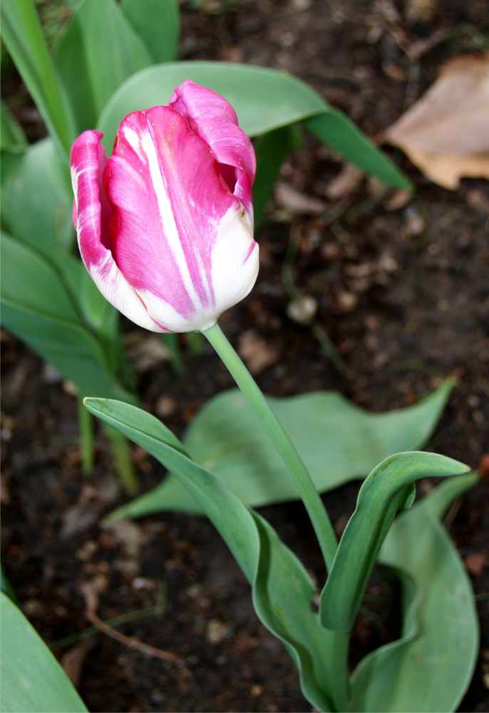 Vir Tulip breaking virus, který napadá tulipány