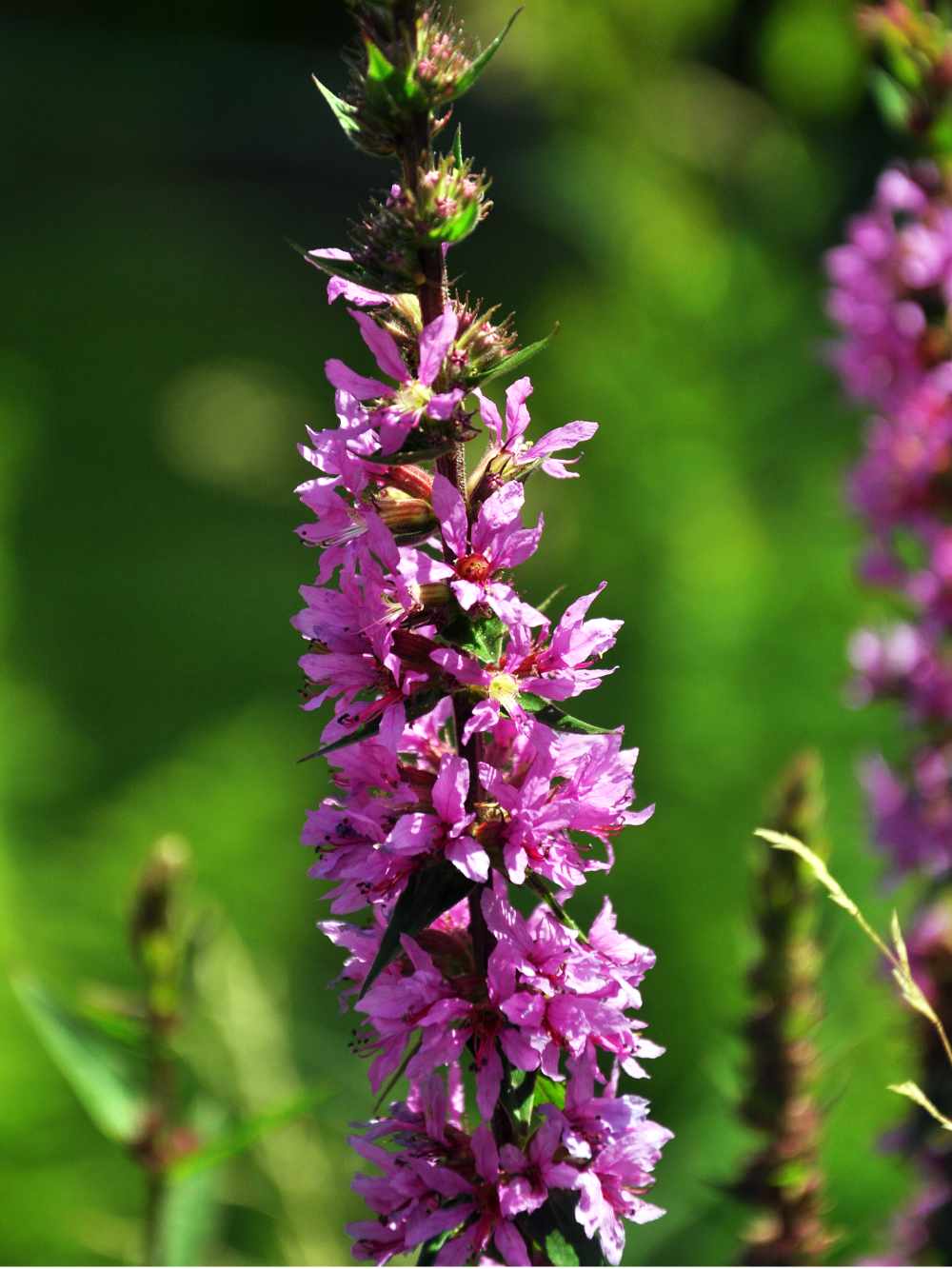 Kyprej vrbice (Lythrum salicaria) Kyprej vrbice, foto J. Navrátilová