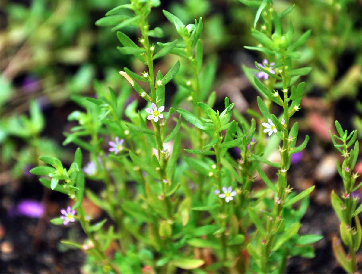 Kyprej yzopolistý (Lythrum hyssopifolia) Kyprej yzopolistý, drobná jendoletá bylina, foto J. Navrátilová