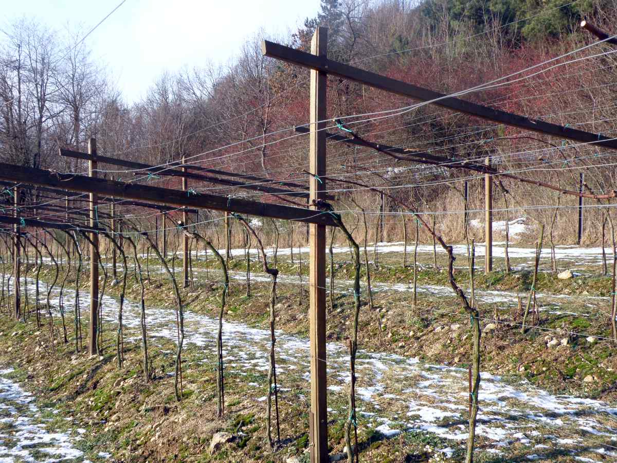 Pergola jako vhodná konstrukce pro tvarování tažňů Pergola jako vhodná konstrukce pro tvarování tažňů