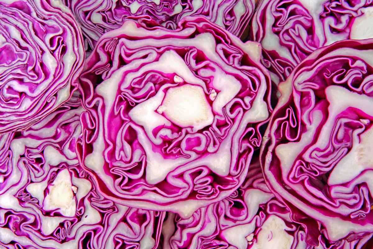 Krásné a zdravé hlávky červeného zelí v řezu; foto Shutterstock Magická krása zdravého zelí