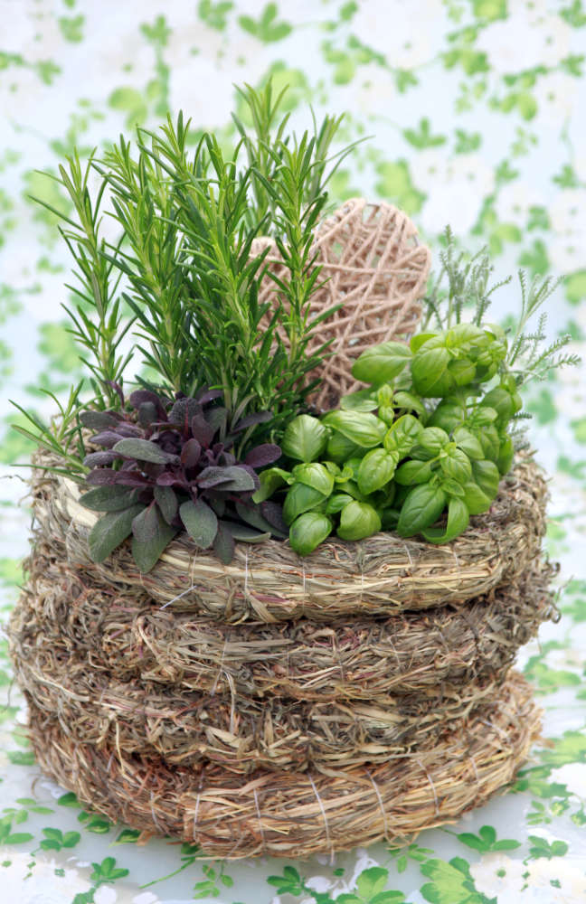 Tymián, bazalka, šalvěj, sanotlina Tymián, bazalka, šalvěj, sanotlina