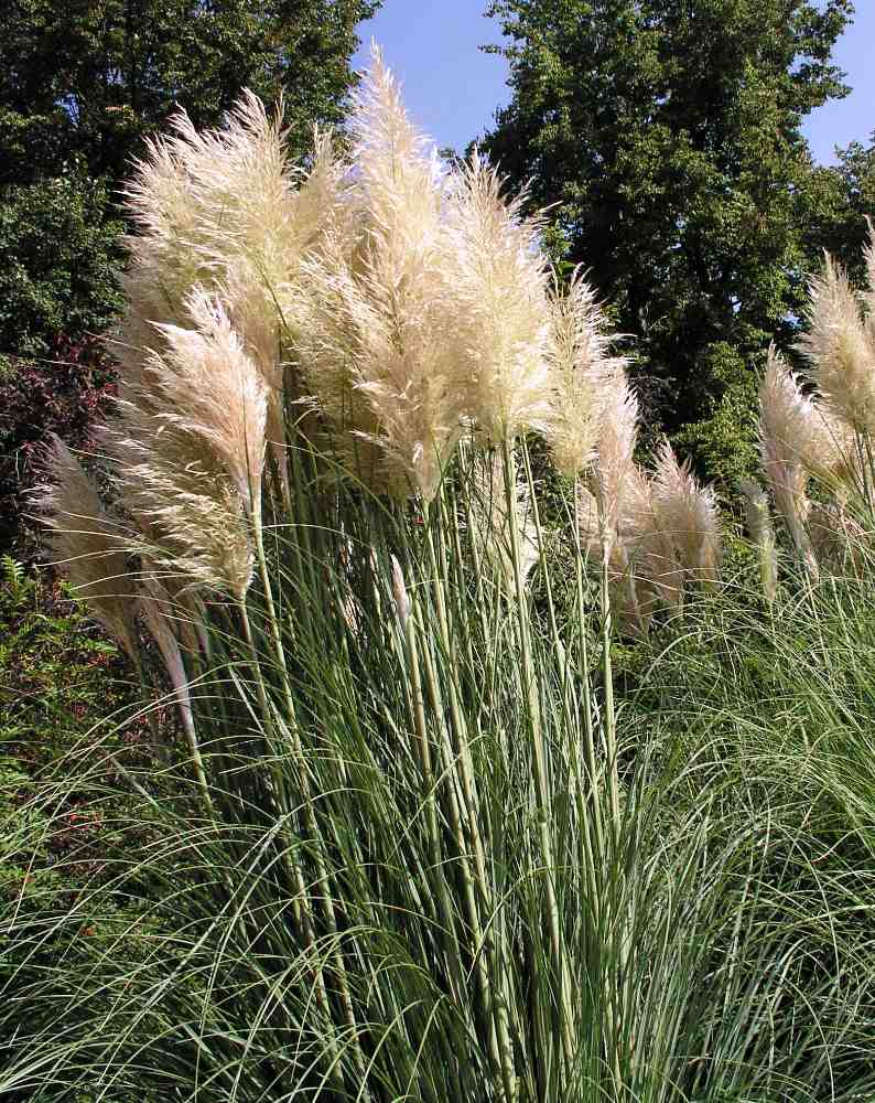 Pampová tráva (Cortaderia selloana) je vyhledávaným solitérem do zahrad Pampová tráva (Cortaderia selloana) colitérní okrasná tráva, foto P. Hanzelka