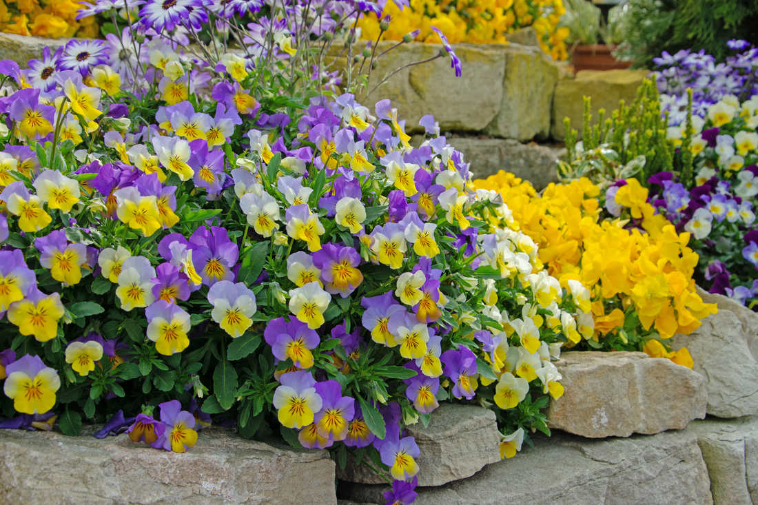 Violka rohatá (Viola cornuta) kvete napřesrok po výsevu, až překoná chladné období. Prodává se jako dvouletka, zahrady zdobí i trvaleji. Foto Shutterstock Violka rohatá, maceška