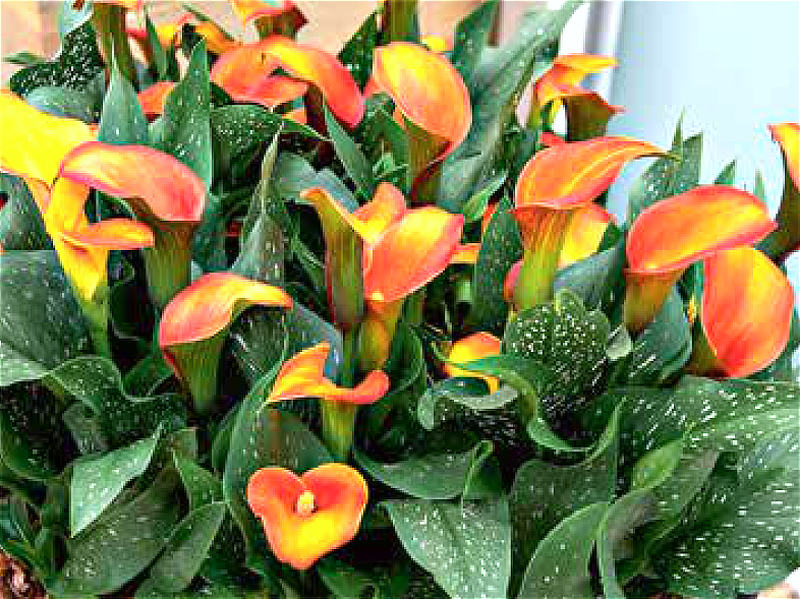 Kala v ďábelských barvách (Hanoi Orange); foto J. Černý Kala Hanoi Oranger