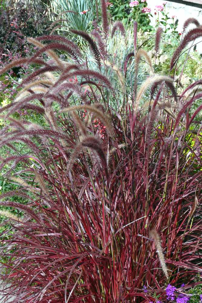 Dochan setý (Pennisetum setaceum)