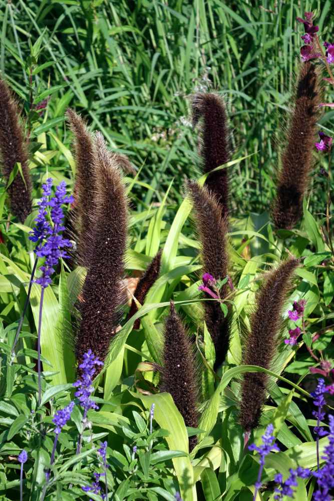 Dochan sivý (Pennisetum glaucum) - Jade Princess