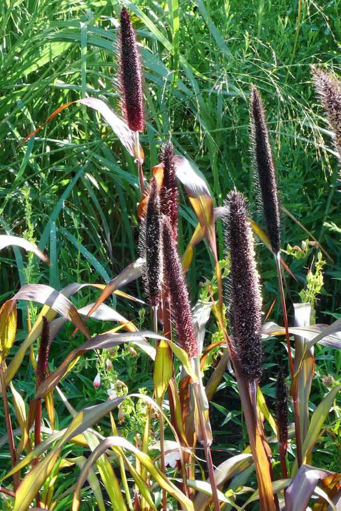 Dochan sivý (Pennisetum glaucum) - Jester