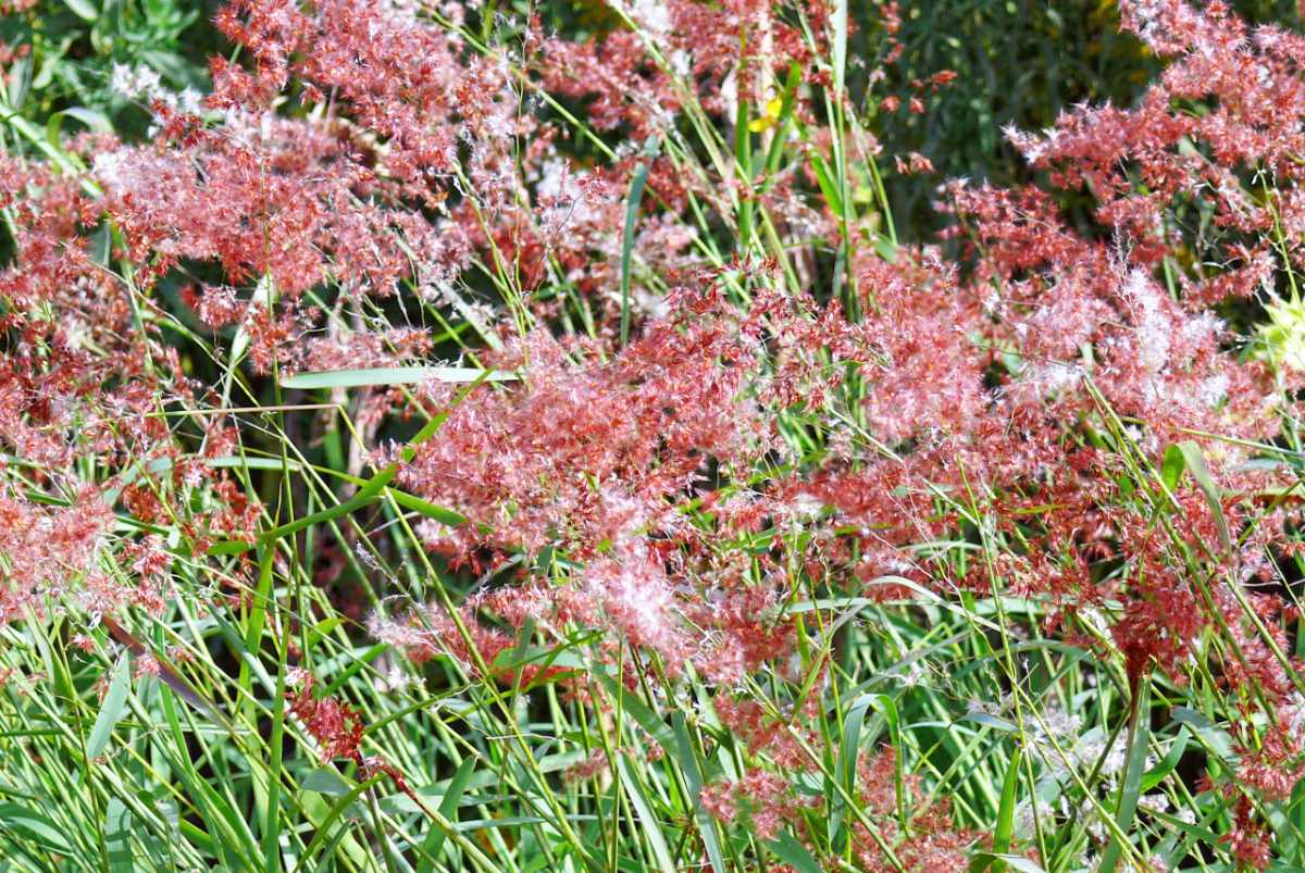 Rhynchelytrum repens je velmi teplomilná vytrvalá tráva. V našich podmínkách ale nepřezimuje, pěstuje se jako letnička. Rhynchelytrum repens v létě nakvétá červeno-měděně zbarvenými klásky