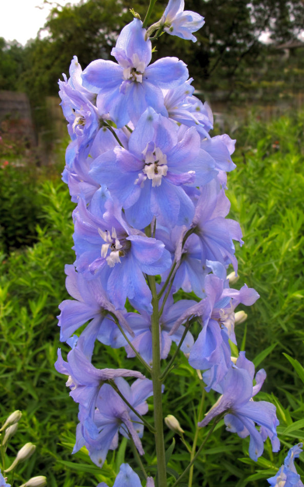 Hybrid Delphinium x cultorum, foto I. Šafránková Hybrid stračky