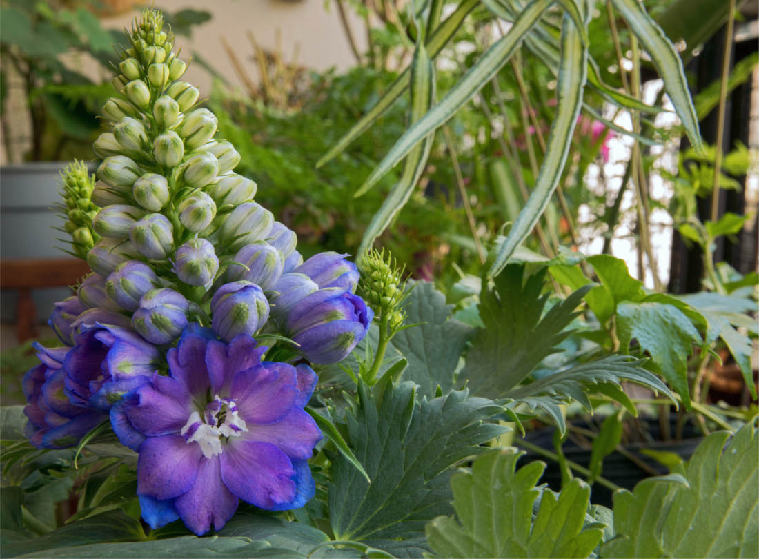 Poupata stračky připomínají delfíny natolik, že rod dostal vědecké jméno Delphinium; foto Shutterstock Květenství stračky s poupaty