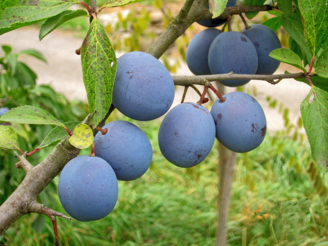Jsou k přípravě kvasu nejlepší pozdní odrůdy ovoce?