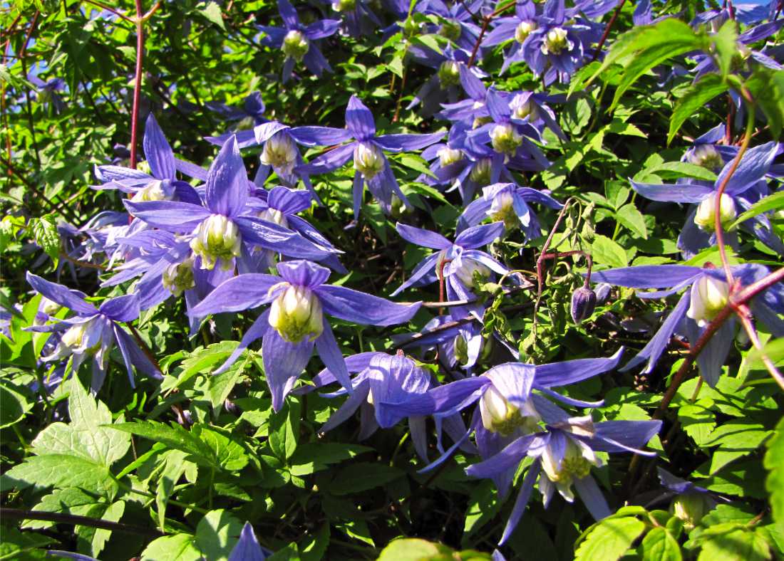 Plamének alpský Pamela Jackman Clematis alpina