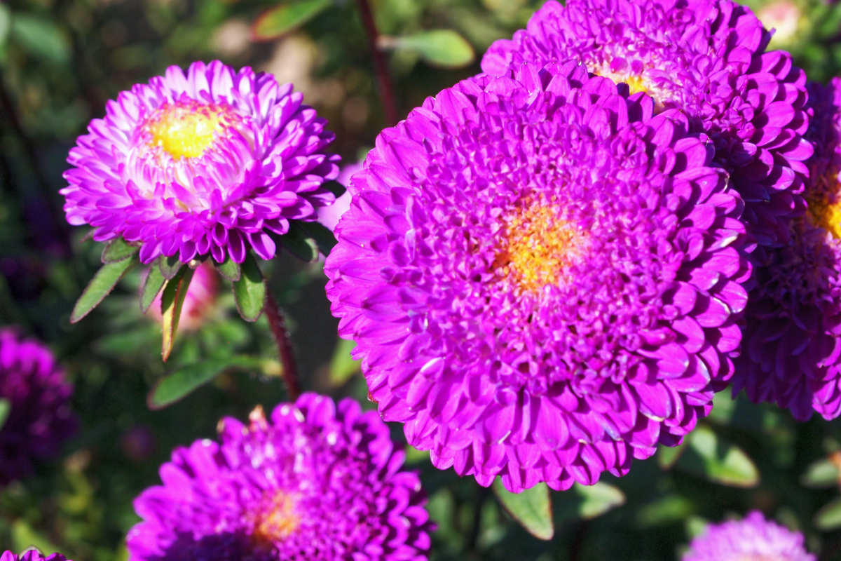 Astry Violet patří ke skupině okrasných květin, jejichž kulovitá květenství jim dala přívlastek pompónkovité, případně pompónky Též pompónkovité astry Violet se hodí k řezu květin