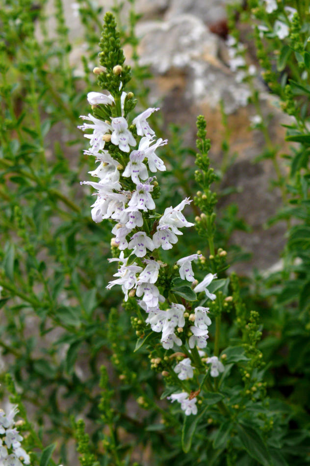 Micromeria thymifolia Micromeria thymifolia