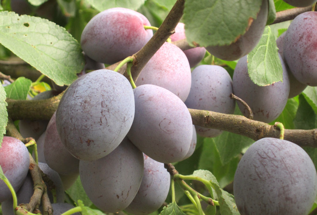 Katinka je raná slivoň s typickým švestkovým aromatem Odrůda rané slivoně Katinka