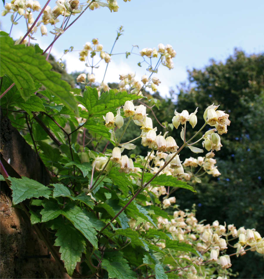 Plamének Rehderův (Clematis rehderiana) Plamének Rehderův (Clematis rehderiana)