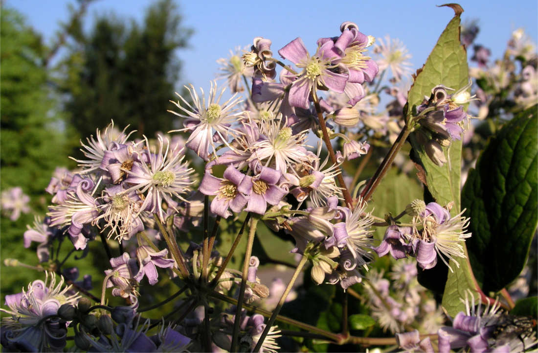 Plamének Jouinův (Clematis jouiniana) Robert Brydon Clematis jouiniana