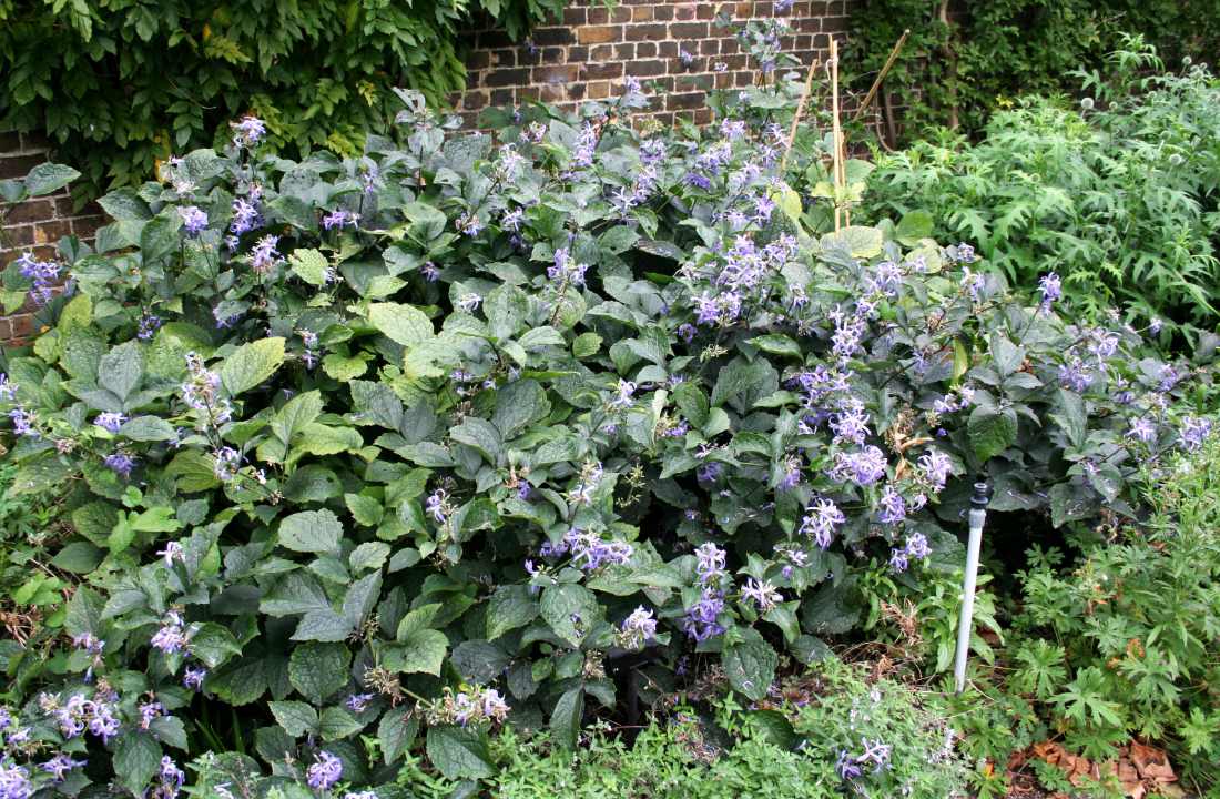 Plamének bolševníkolistý (Clematis heracleifolia) Plamének bolševníkolistý