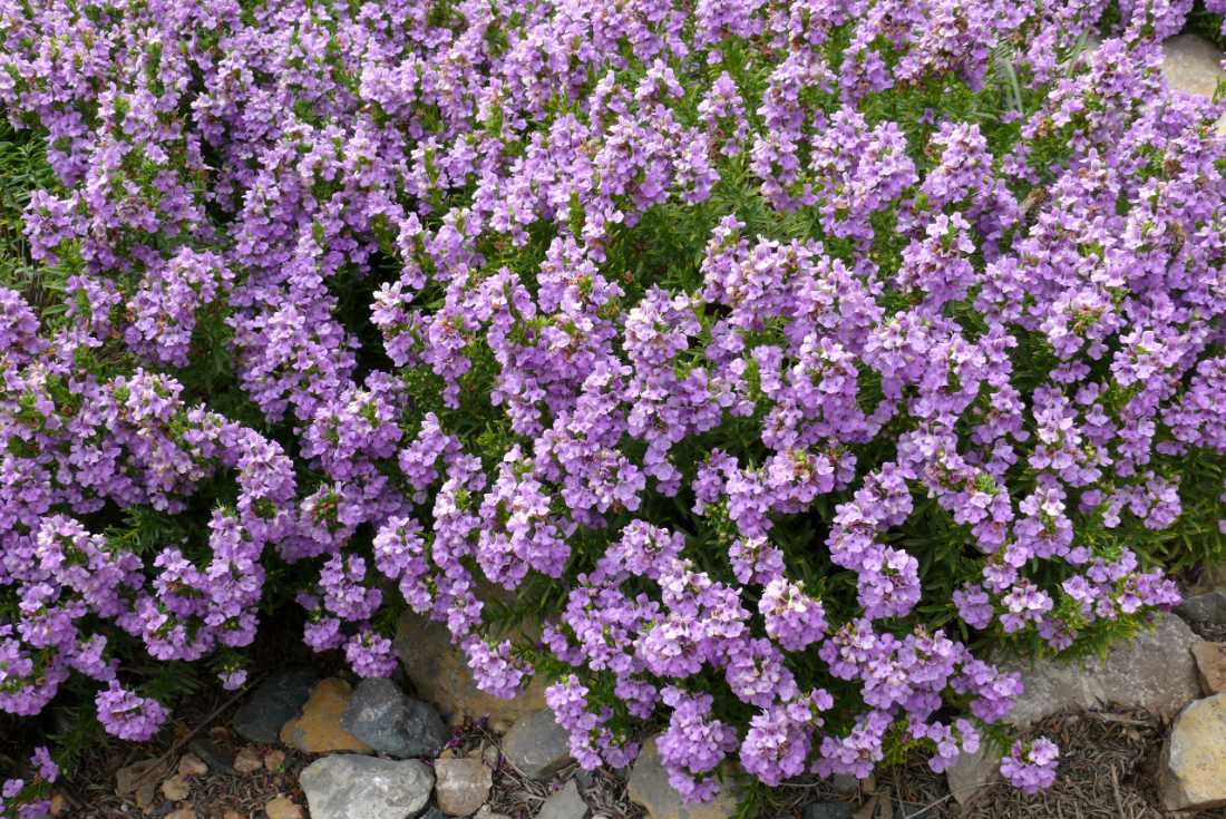 Satureja subspicata Satureja subspicata