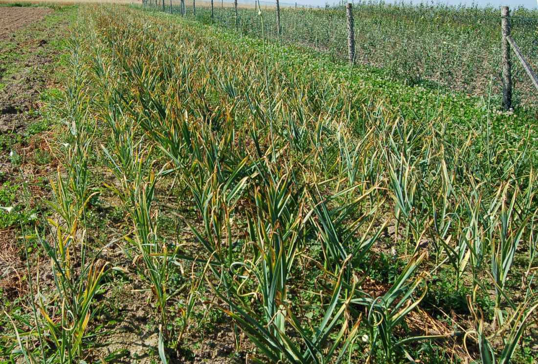 Topaz, Vítkův, Dukát