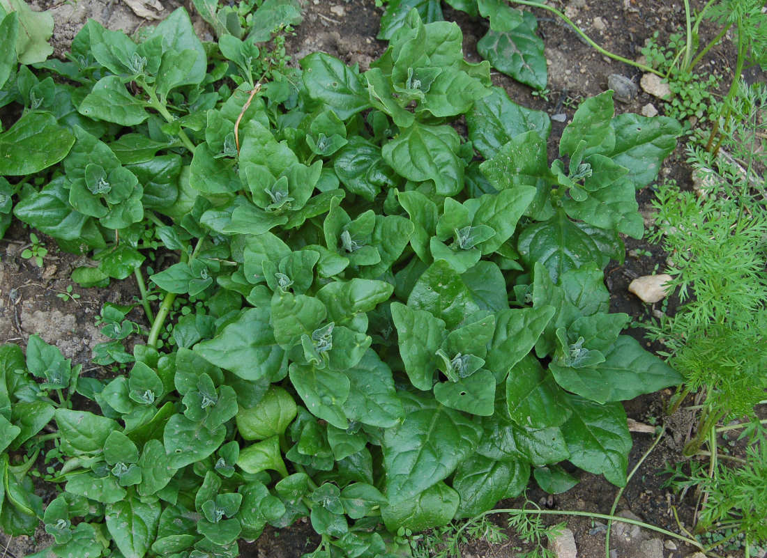 Čtyřboč