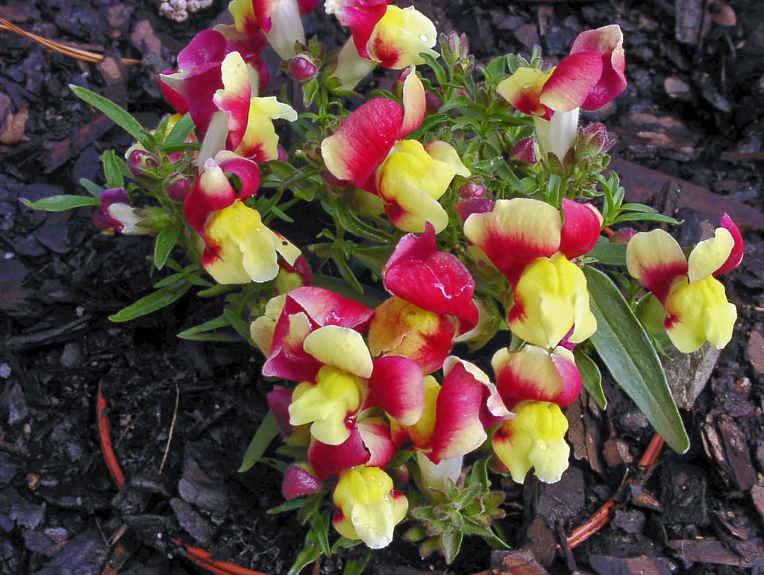 Hledík větší (Antirrhinum majus pumilum) ze skupiny nízkých květin; foto M. Kožešník Hledík v jedné z mnoha variant vzrůstu a vzhledu