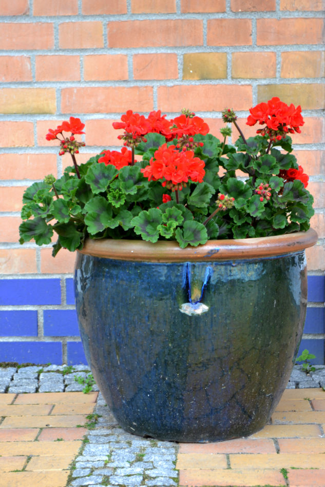 Pelargonie snesou přísušek