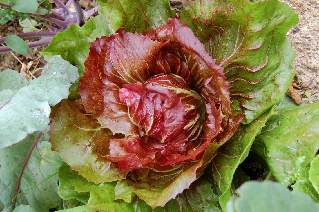 Čekanka typ Radicchio Čekanka Radiccio