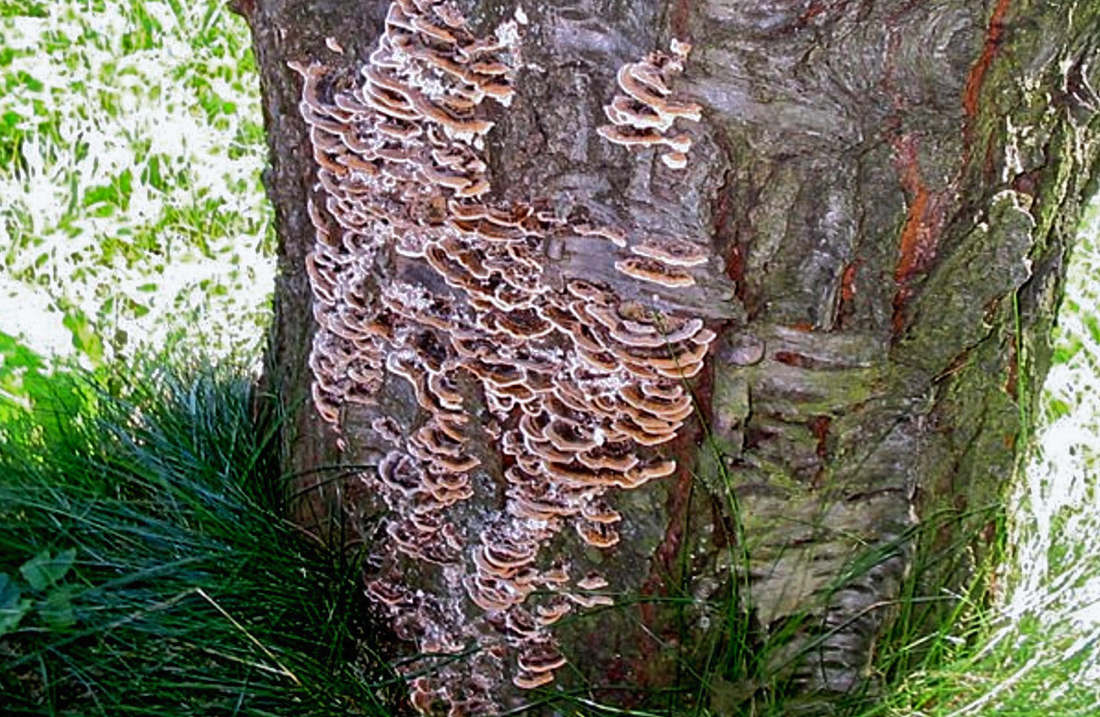 Dřevokazná houba pevník nachový na kmeni višně. V koruně se projevuje stříbřitým vzhledem listů. Pevník nachový (Cetonia aurata)