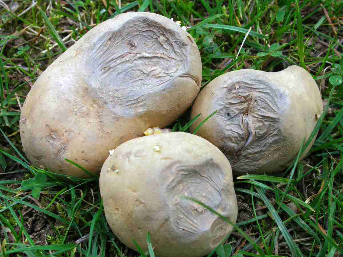 Příznaky plísně bramboru na bramboru Příznaky plísně bramboru na bramboru