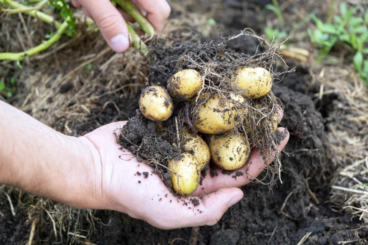 Rané brambory, očekávaná delikatesa léta Rané či nové brambory mají nezaměnitelnou jemnou chuť