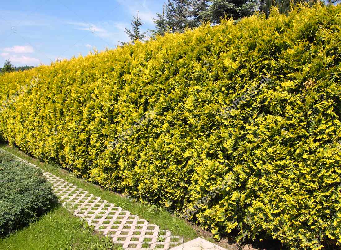 Živý plot ze zeravu neboli túje; foto Shutterstock Živý plot