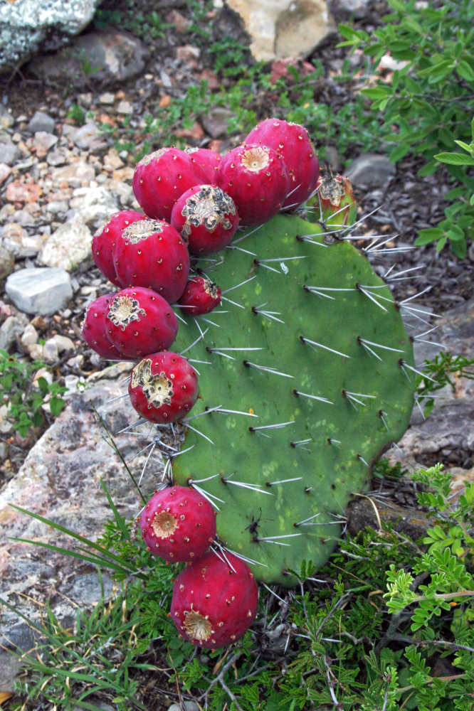 Také plody volně rostoucího mexického kaktusu Opuntia stenopetala se sbírají jako ovoce Jedlé plody volně rostoucího mexického kaktusu Opuntia stenopetala