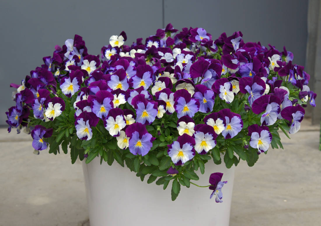 Převislé macešky ze skupiny Cool Wave F1 jsou mrazuvzdorné, snášejí až –25 °C Cool Wave Violet Wing F1,