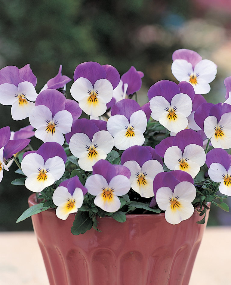 Drobnokvěté macešky odrůd skupiny Floral F1 velmi dobře odolávají mrazu Drobnokvěté macešky odrůd skupiny Floral F1 velmi dobře odolávají mrazu