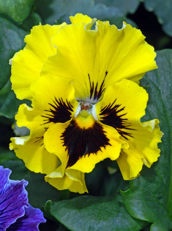 Frizzle Sizzle Yellow F1 Frizzle Sizzle Yellow F1