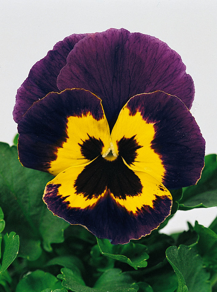 Inspire Violet Yellow F1 Inspire Violet Yellow F1