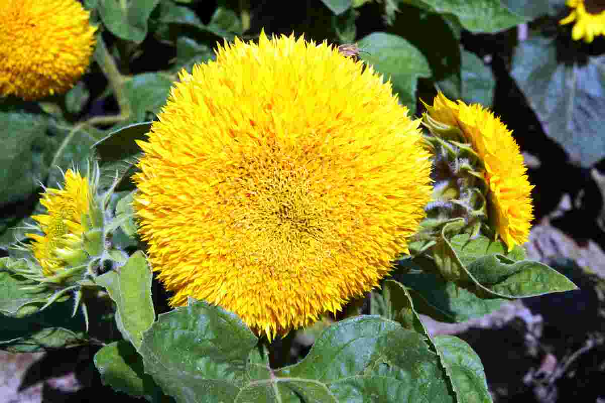 Zlatožlutá