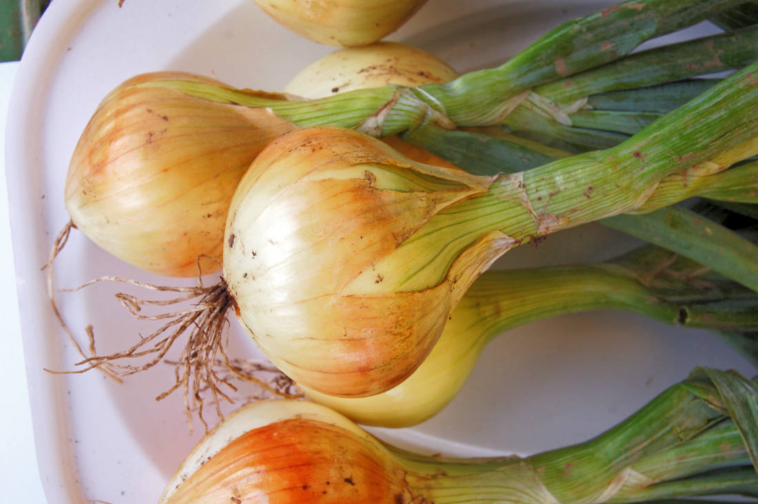 Ozimá cibule Hiberna Hiberna, ozimá cibule