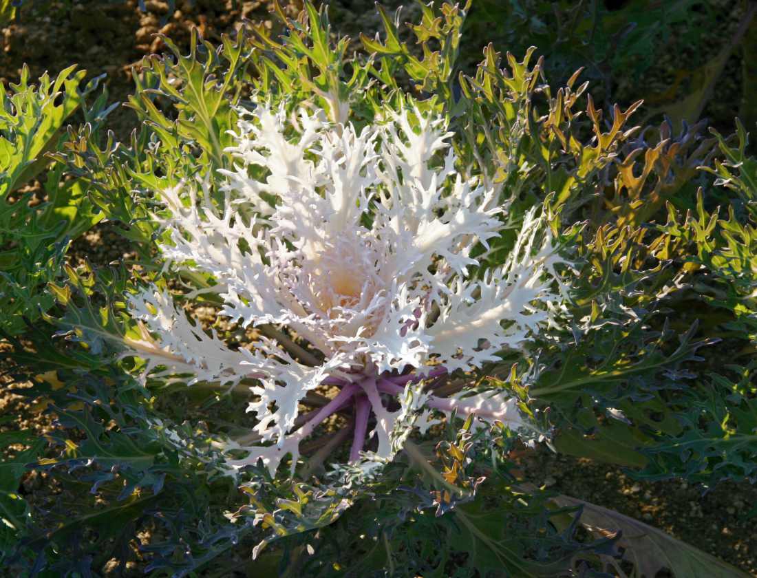 Okrasná kapusta Peacock white Okrasná kapusta Peacock white