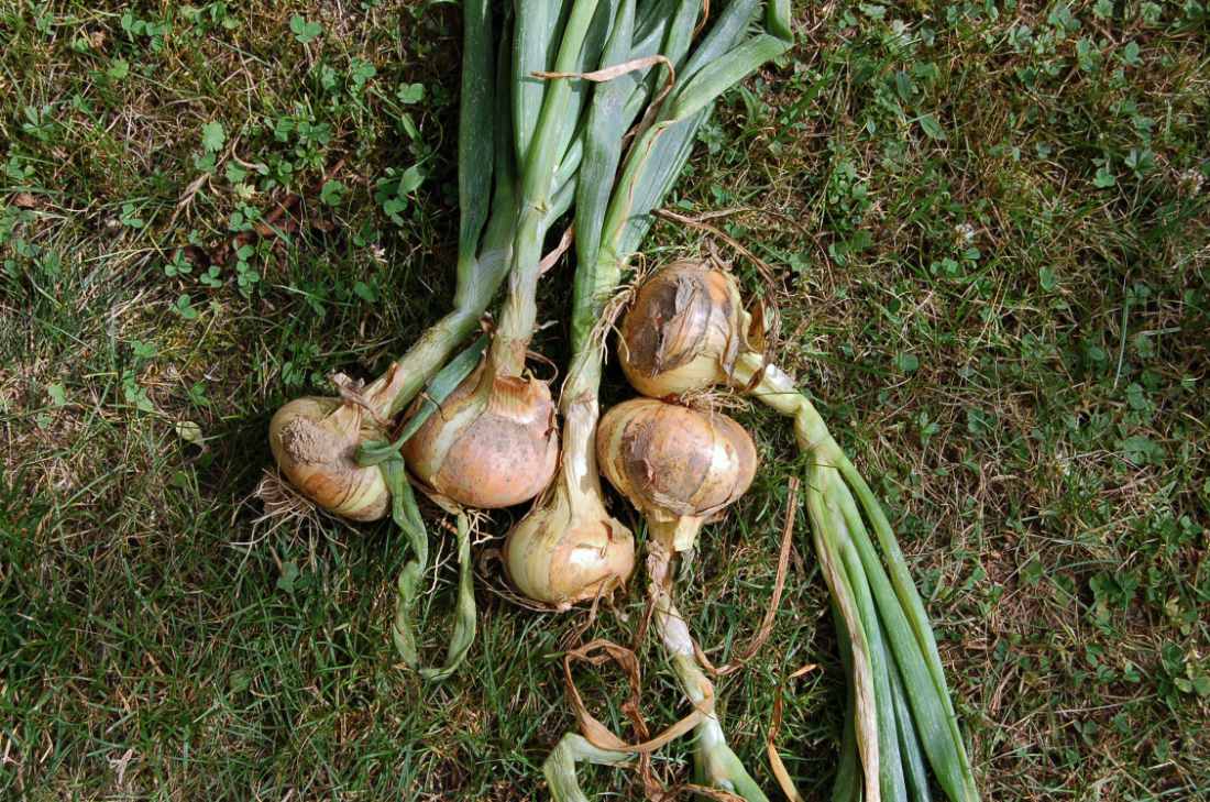 Štutgartská Odrůda cibule Štutgartská