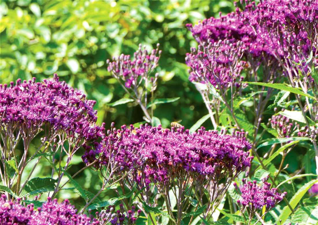 Vernonia gigantea