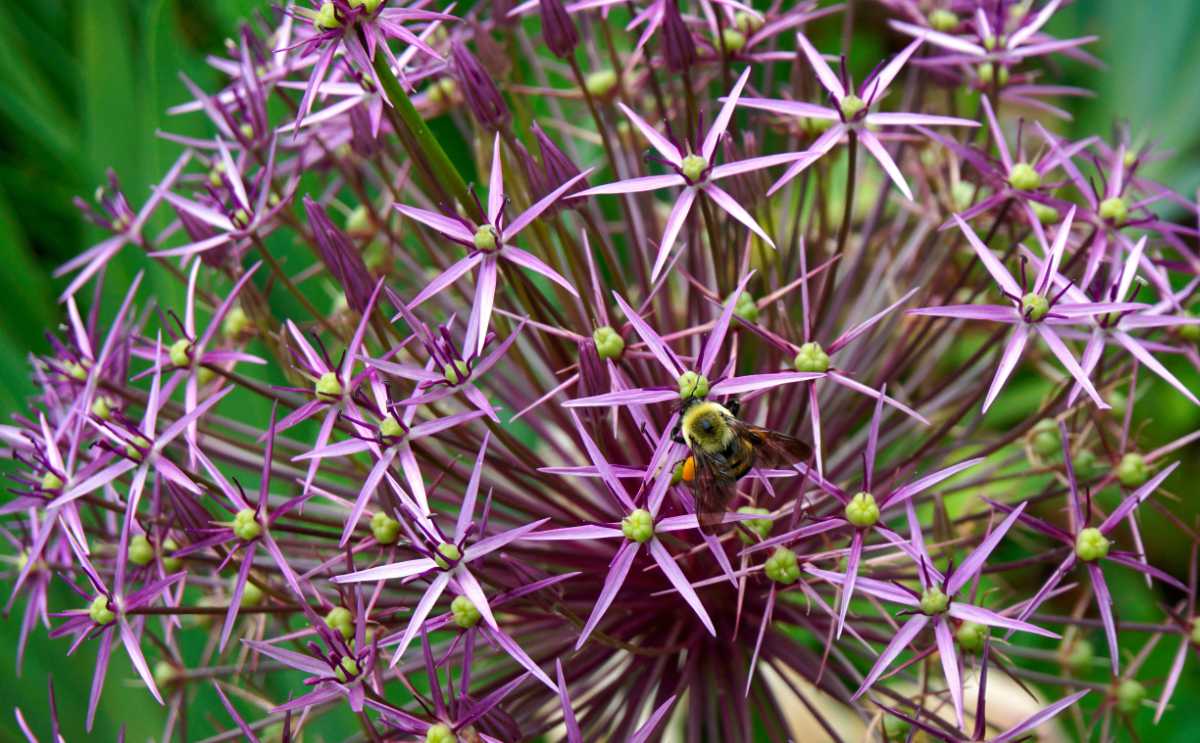 Česnek Christophův (Allium christophii) Okrasné česneky: česnek Christophův
