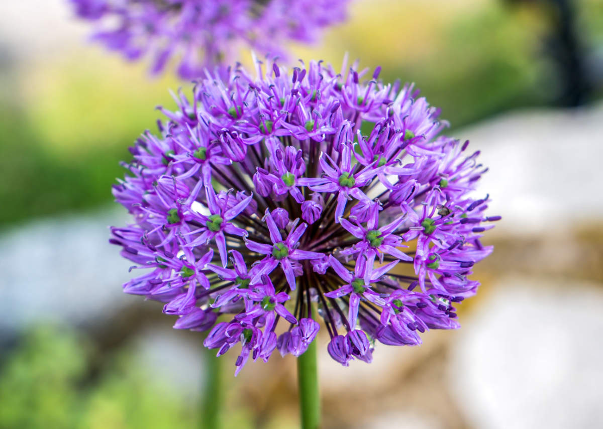 Česnek aflatunský (Allium aflatunense) Okrasný česnek aflatunský