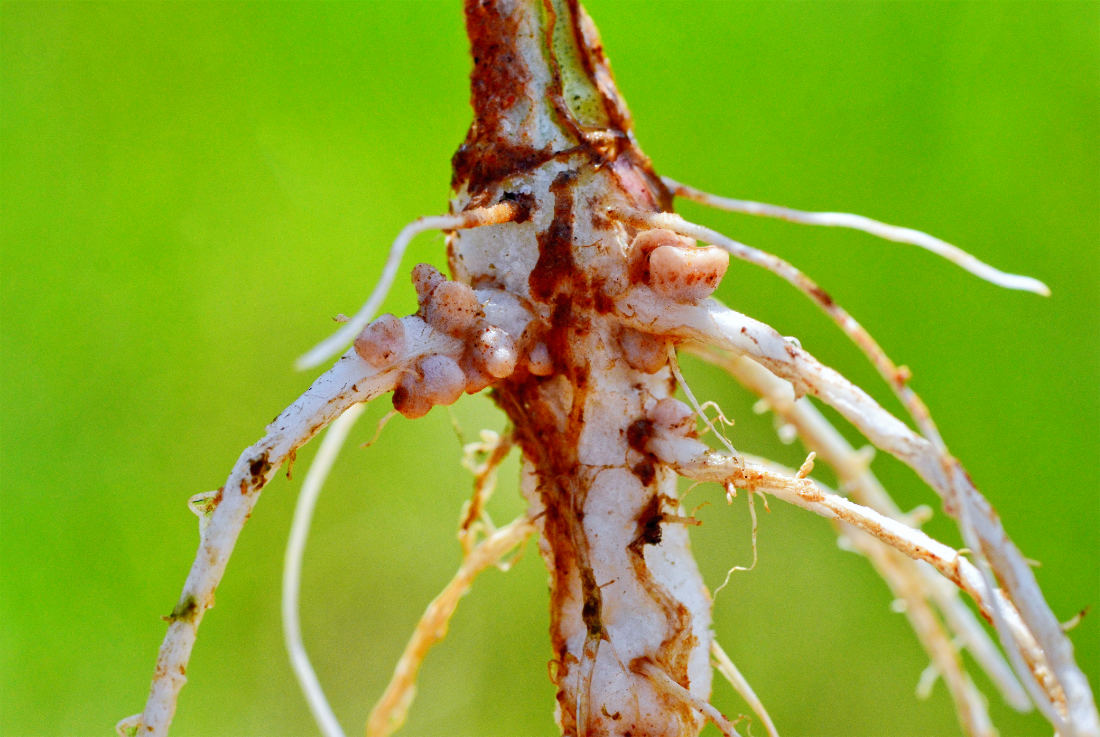 Bakterie Rhizobium v symbióze s kořeny hrachu fixují dusík; foto Shutterstock Symbiotické bakteroidy na kořenech hrachu