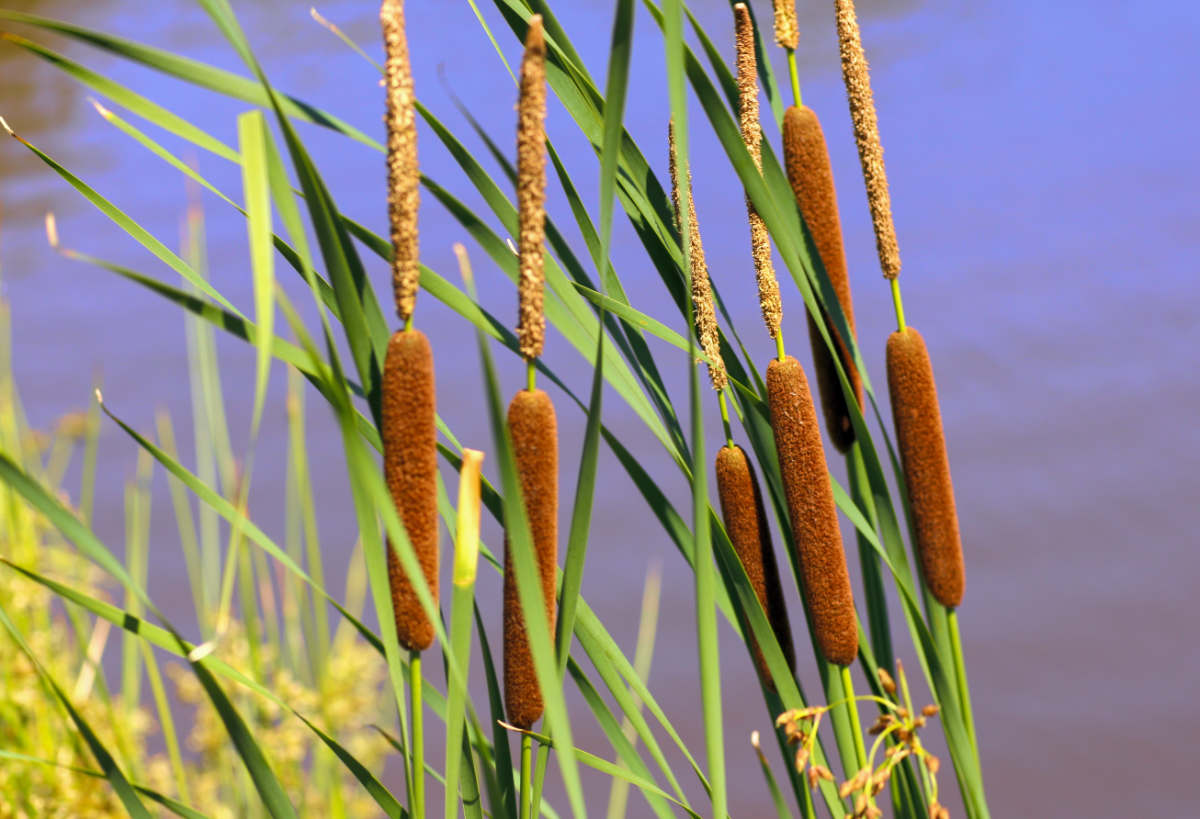 Horní samčí a dolní samičí část květenství (palice) orobince; foto Shutterstock Palice orobince širokolistého: Horní samčí a dolní samičí část květenství těsně navazuje