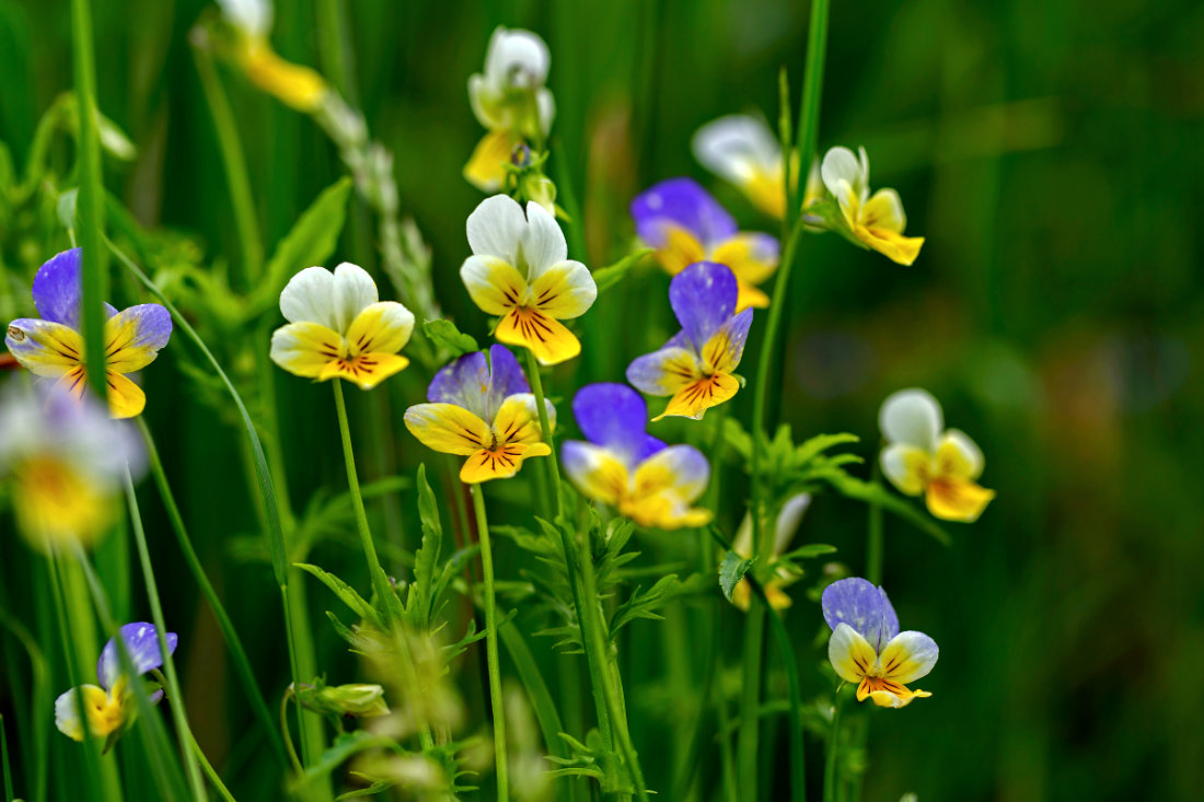 Viola tricolor