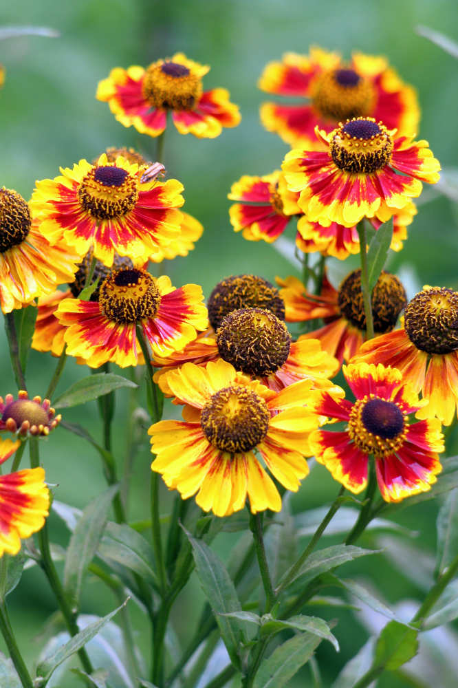 Pro krásu rostlin Helenium Biedermaier