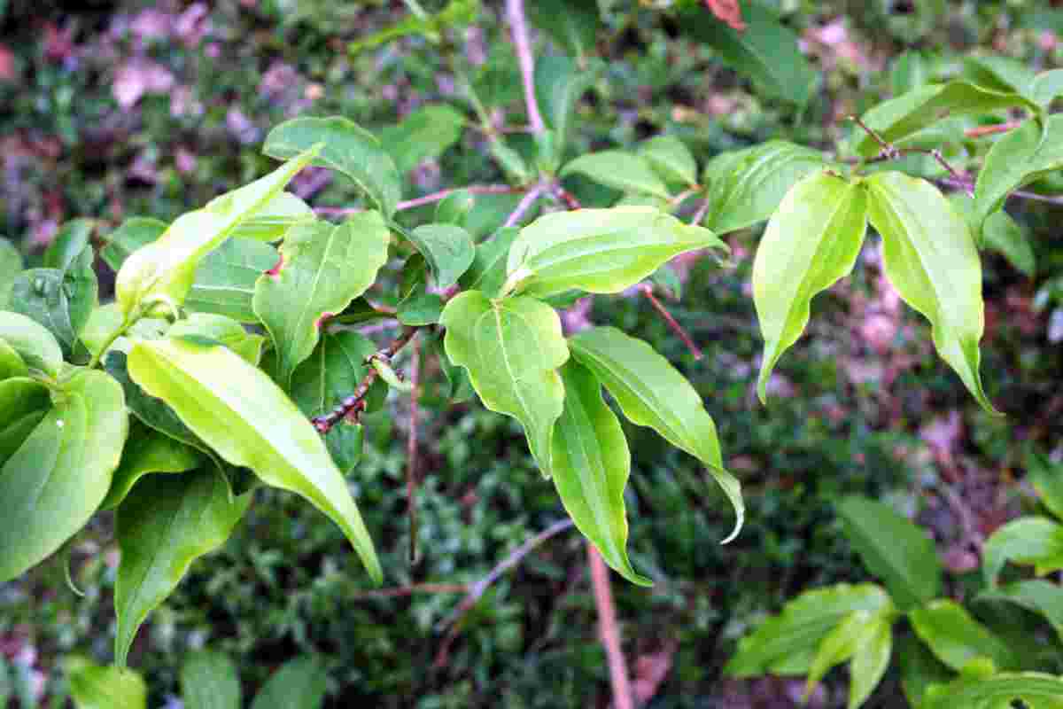 Detail listu heptacodia
